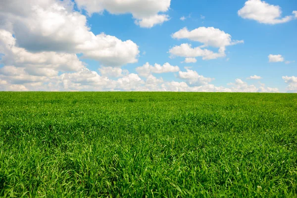 Grama verde e céu azul com nuvens brancas — Fotografia de Stock