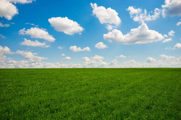 Groen gras en een blauwe hemel met witte wolken — Stockfoto