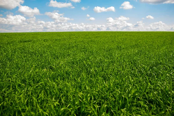 Groen gras en een blauwe hemel met witte wolken — Stockfoto