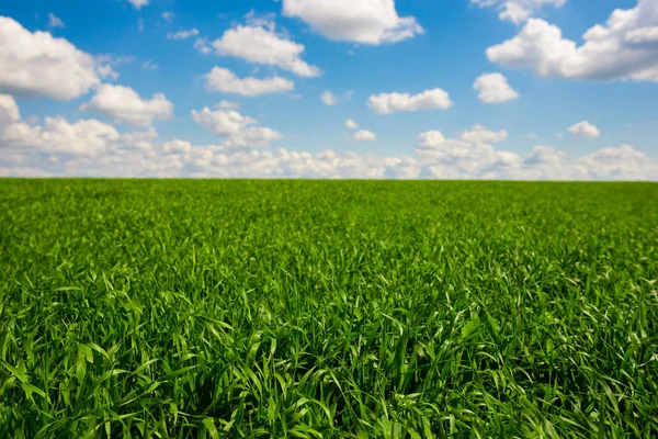 Grünes Gras und blauer Himmel mit weißen Wolken — Stockfoto