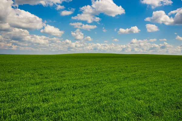 Groen gras en een blauwe hemel met witte wolken — Stockfoto