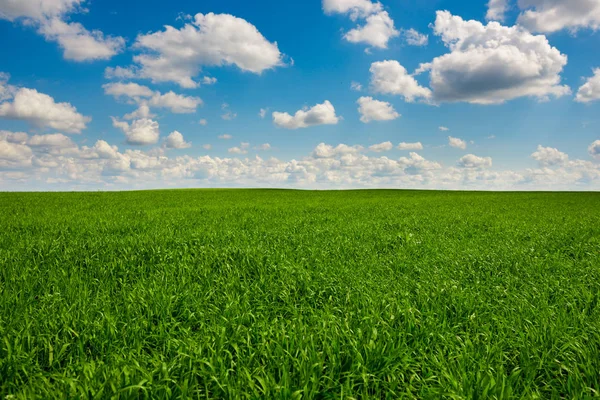Πράσινο γρασίδι και το γαλάζιο του ουρανού με τα λευκά σύννεφα — Φωτογραφία Αρχείου