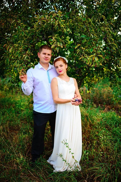 A noiva e o noivo estão se beijando no pomar da maçã, de pé sob os ramos de uma macieira — Fotografia de Stock