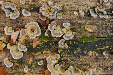 Doku eski sonbahar yaprak yeşil yosun ile ahşap ve renkli kadar mantar kapatın ve üzerinde liken