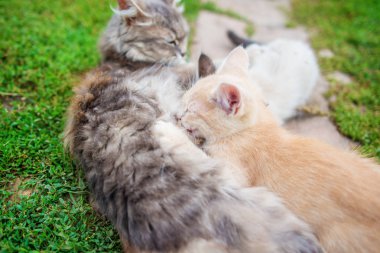 Sevimli küçük yavru kedi ile anne Cat.Persian anne kedi onu küçük yavru kedi vintage etkisi tarzı ahşap zemin üzerinde Hemşirelik