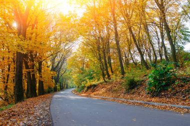 Yeni yol boyunca auttumn ağaçları düşmüş turuncu ve sarı yaprak ile parlak ve doğal peyzaj