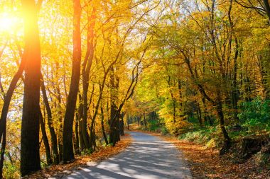Yeni yol boyunca auttumn ağaçları düşmüş turuncu ve sarı yaprak ile parlak ve doğal peyzaj