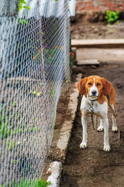 Beagle tasma metal kafes yakınındaki bağlıdır