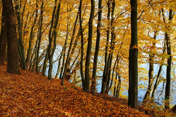 Höstlandskap av färgglada träd stam i skog nära vattnet — Stockfoto