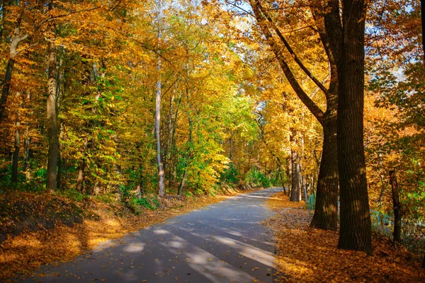 Paysage lumineux et pittoresque de la nouvelle route à travers les arbres d'automne avec des feuilles orange et jaune tombées — Photo