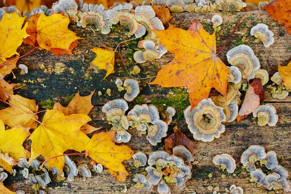 Cerca de la textura de la madera vieja con el musgo verde de la hoja de otoño y hongos coloridos y líquenes en él — Foto de Stock