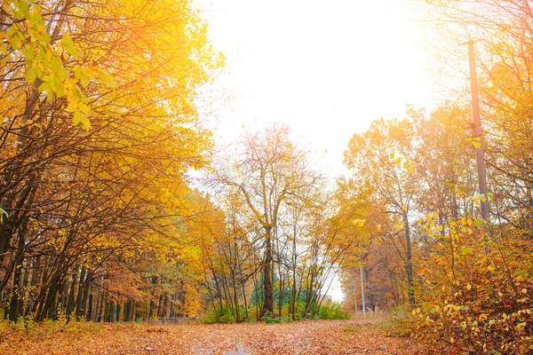 阳光明媚的秋季森林景观与橙色的枝叶和足迹 — 图库照片