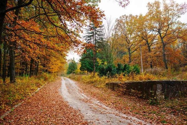 Ljusa och färgstarka landskap av soliga hösten skogen med trail och sten block på sidan av vägen — Stockfoto