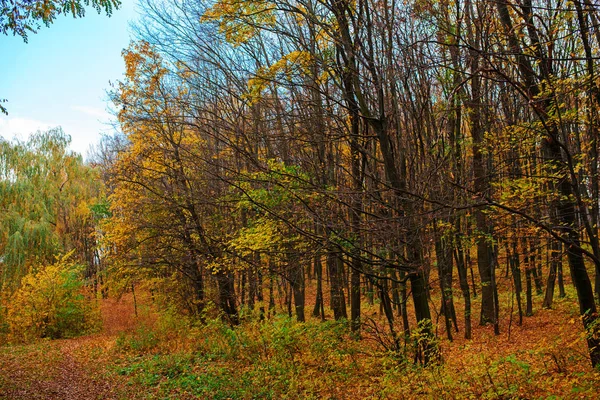 Paisaje brillante y colorido del bosque otoñal con sendero cubierto de hojas —  Fotos de Stock