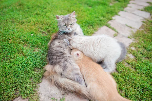Gatinhos pequenos adoráveis com Mãe Cat.Persian Mãe Cat amamentando seus filhotes no chão de madeira no estilo de efeito vintage — Fotografia de Stock