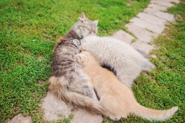 Gatinhos pequenos adoráveis com Mãe Cat.Persian Mãe Cat amamentando seus filhotes no chão de madeira no estilo de efeito vintage — Fotografia de Stock