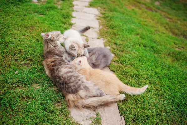 Gatinhos pequenos adoráveis com Mãe Cat.Persian Mãe Cat amamentando seus filhotes no chão de madeira no estilo de efeito vintage — Fotografia de Stock