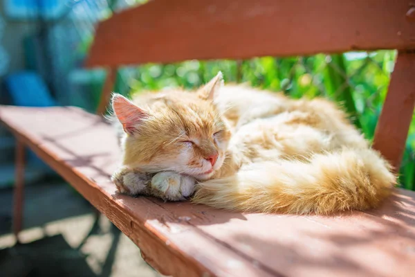 Jovem gengibre despojado siberiano gato dormindo com os olhos fechados em um banco de madeira — Fotografia de Stock