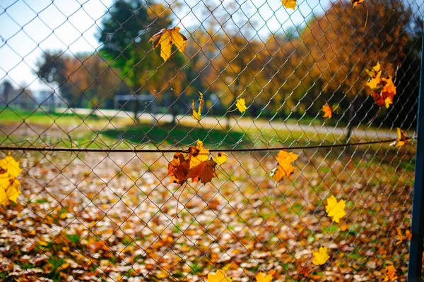 Metalen net-vormige hek van draad met herfst blad stucked in het op een achtergrond van blur stad — Stockfoto