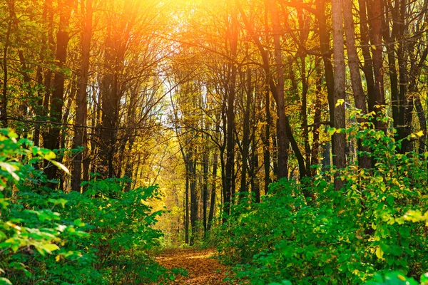 Jasny i kolorowy krajobraz jesienny Las szlak pokryte liści — Zdjęcie stockowe
