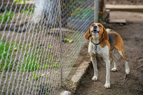 Beagle is gebonden aan een riem in de buurt van de metalen gaas — Stockfoto