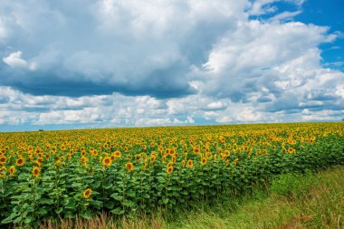 Kabarık bulutlar ile güzel bir ışık gökyüzü karşı alacakaranlıkta güneş battıktan sonra güzel sarı-yeşil ayçiçeği ekimi