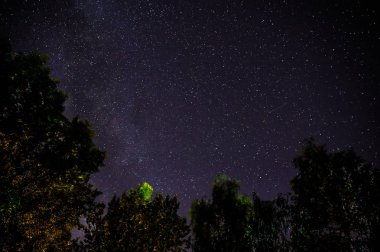 Mavi karanlık gece gökyüzüne alan ağaçların yukarıda birçok yıldız ile.