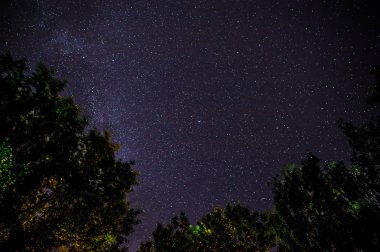 Mavi karanlık gece gökyüzüne alan ağaçların yukarıda birçok yıldız ile.