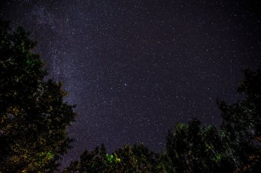 Mavi karanlık gece gökyüzüne alan ağaçların yukarıda birçok yıldız ile.