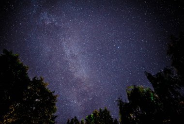 Yıldızlı gökyüzü ve ağaçlar ön planda