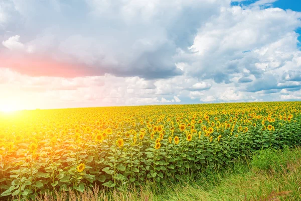 Une plantation de beaux tournesols jaune-vert après le coucher du soleil au crépuscule contre un beau ciel clair avec des nuages pelucheux — Photo