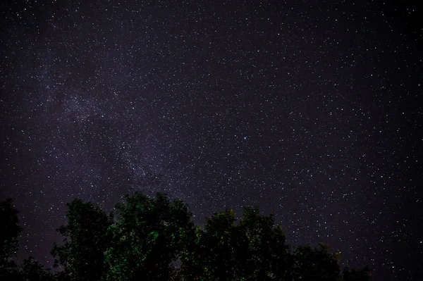 Ciel nocturne bleu foncé avec de nombreuses étoiles au-dessus du champ d'arbres . — Photo