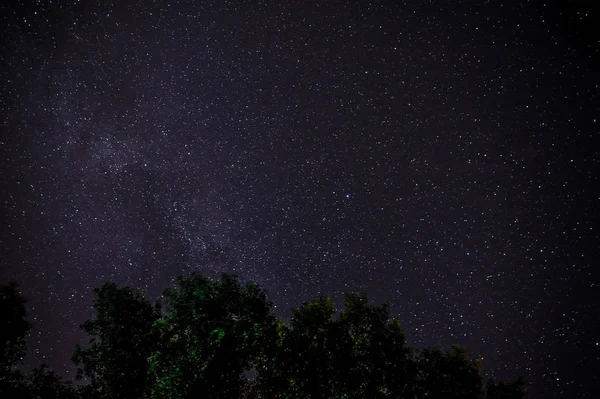 Modrá tmavá noční obloha s mnoha hvězdami nad polem stromů. — Stock fotografie