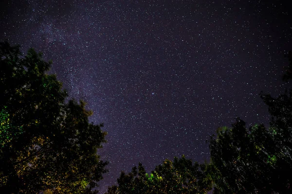 Cielo azul oscuro nocturno con muchas estrellas sobre el campo de árboles . —  Fotos de Stock