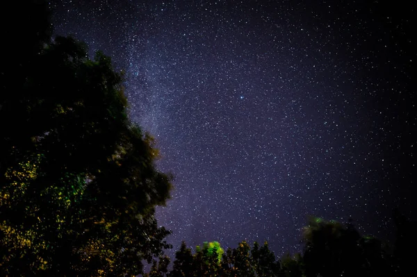 Yıldızlı gökyüzü ve ağaçlar ön planda — Stok fotoğraf