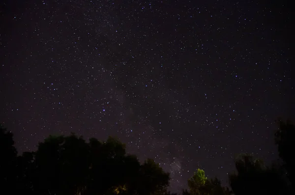 Árboles forestales bajo la Vía Láctea en el cielo nocturno — Foto de Stock