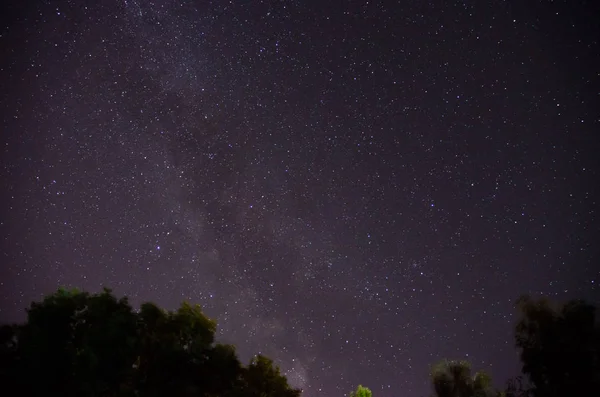 Δάσος δέντρα κάτω από το γαλαξία στο νυχτερινό ουρανό — Φωτογραφία Αρχείου