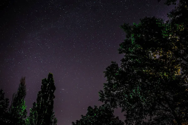 Modrá tmavá noční obloha s mnoha hvězdami nad polem stromů. — Stock fotografie