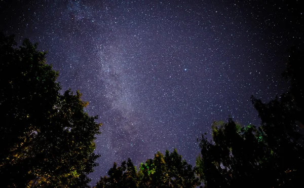 Yıldızlı gökyüzü ve ağaçlar ön planda — Stok fotoğraf
