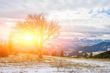 Güzel kış Karpat mountai arka plan üzerinde yalnız ağaç