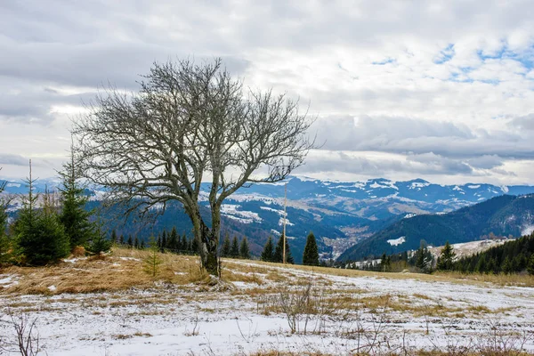 Самотнє дерево на тлі красивих зимових карпатських гір — стокове фото