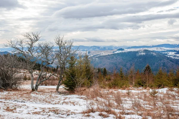 Árvore solitária no fundo do belo inverno carpathian mountai — Fotografia de Stock