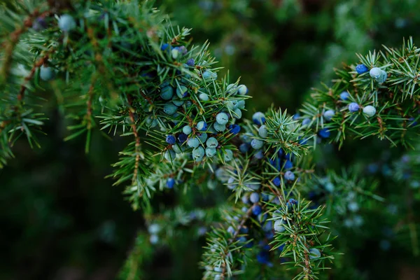 Kužel zralé a nezralé bobule jalovce Juniperus communiscommon v lese, Finsko. Větvičky se používají k dochucení některých piv a gin — Stock fotografie