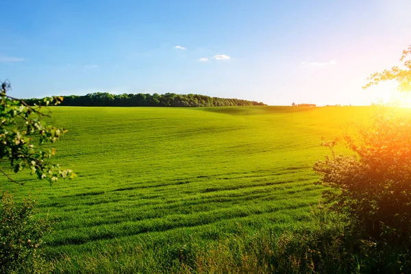 Paesaggio mattutino con campo verde, tracce di trattore ai raggi del sole Immagine Stock