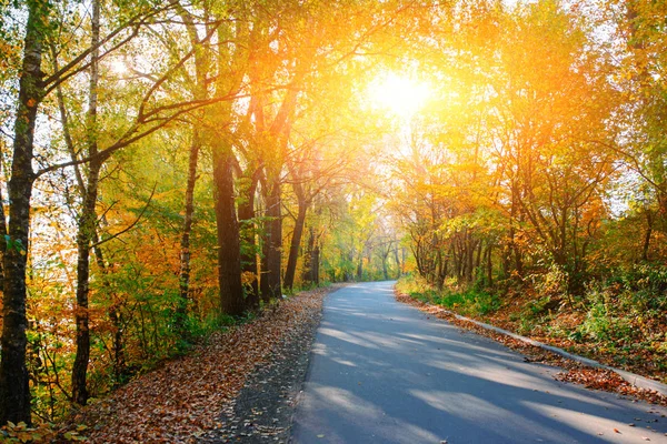 Ljusa och natursköna landskap av ny väg över auttumn träd med fallna orange och gula löv — Stockfoto