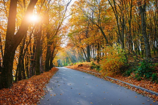 Bright and scenic landscape of new road across auttumn trees with fallen orange and yellow leaf — Stock Photo, Image