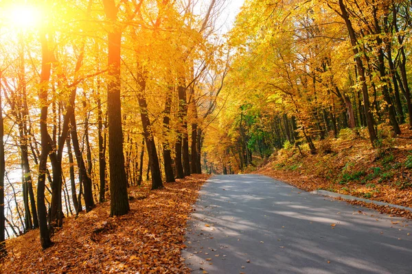 Paysage lumineux et pittoresque de la nouvelle route à travers les arbres d'automne avec des feuilles orange et jaune tombées — Photo