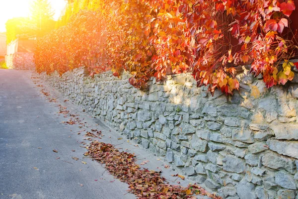 Un vieux mur de pierre le long d'une route rurale sur laquelle pend et s'accroche la vigne jaune automne et rouge orangé avec des feuilles — Photo