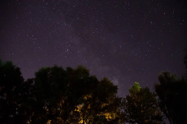 Orman ağaçların altında Samanyolu gece gökyüzünde — Stok fotoğraf