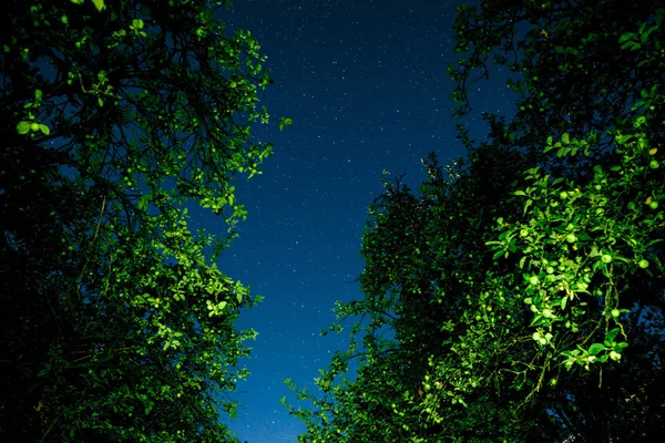 Modrá tmavá noční obloha s mnoha hvězdami nad polem stromů. — Stock fotografie